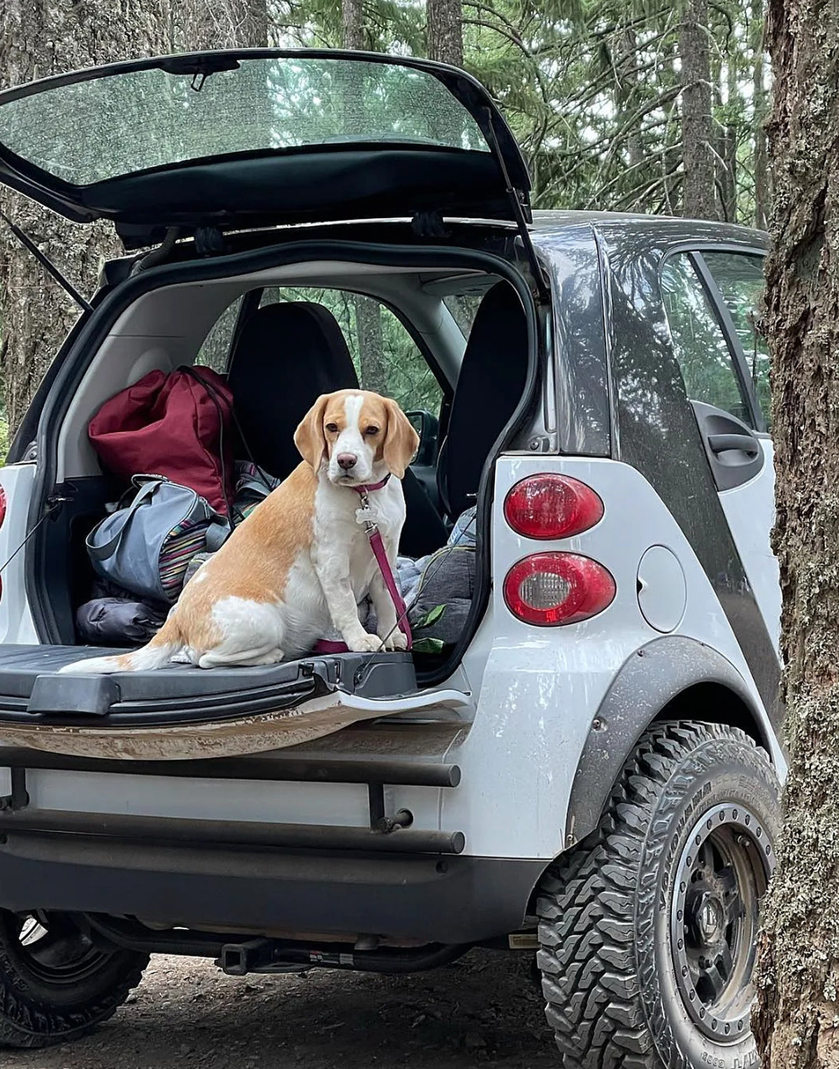 Tubular rear bumper on a Smart Fortwo 451 with the hatch open